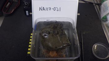 Media type: image;   Invertebrate Zoology 153117 Description: live specimen;